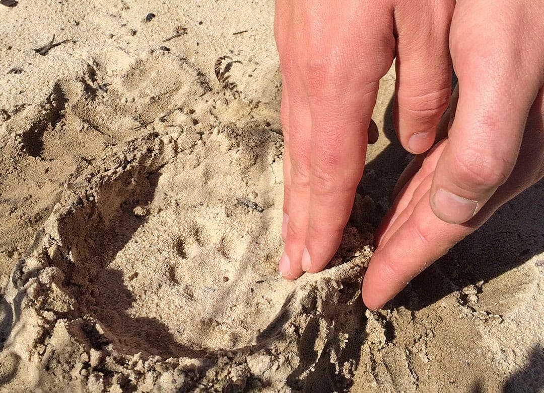 Basic Animal Tracking Class Adventure Out