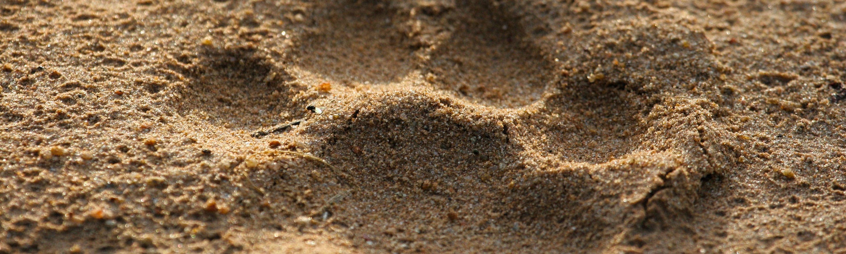 Basic Animal Tracking Class Adventure Out