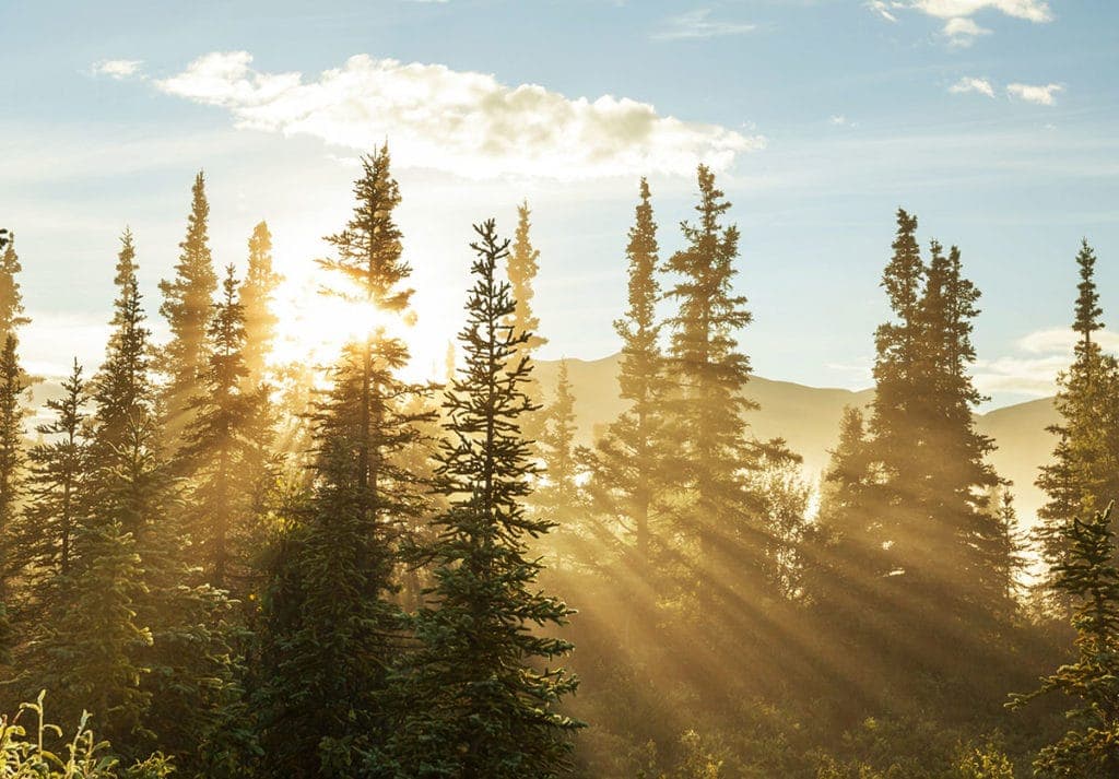 Sequoia National Park Sunrise